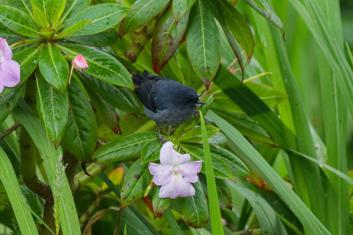 Pinchaflor Plomizo - ML644791215