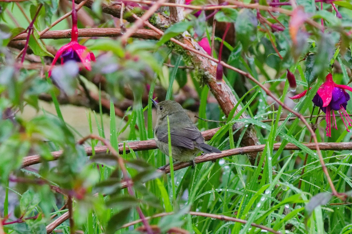 Pinchaflor Plomizo - ML644791216