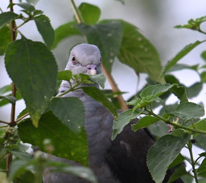 Нильгирийский вяхирь - ML644791217