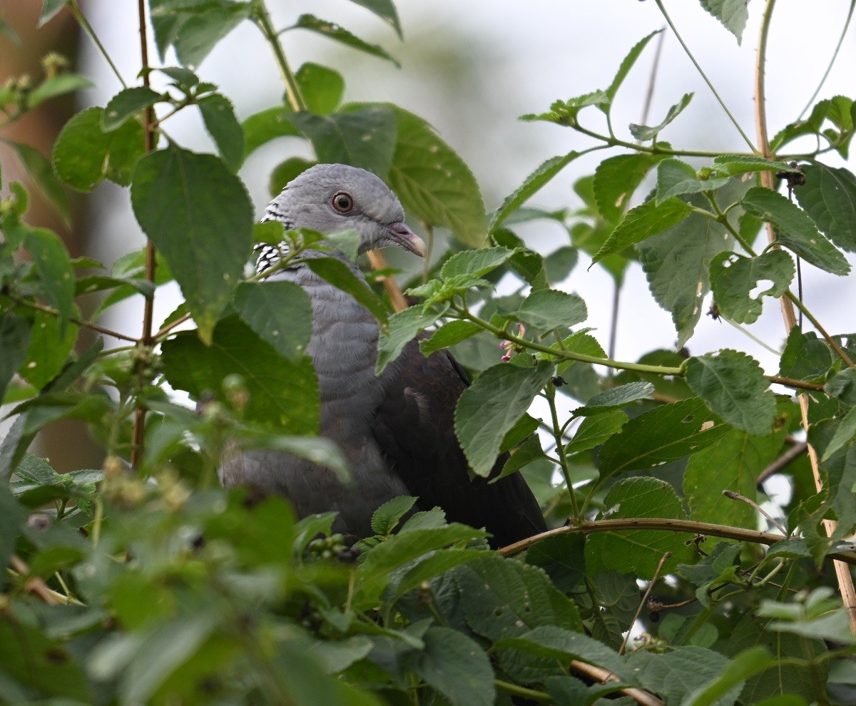 Нильгирийский вяхирь - ML644791218