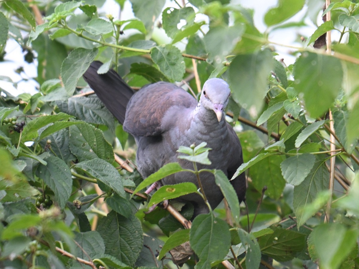 Нильгирийский вяхирь - ML644791219