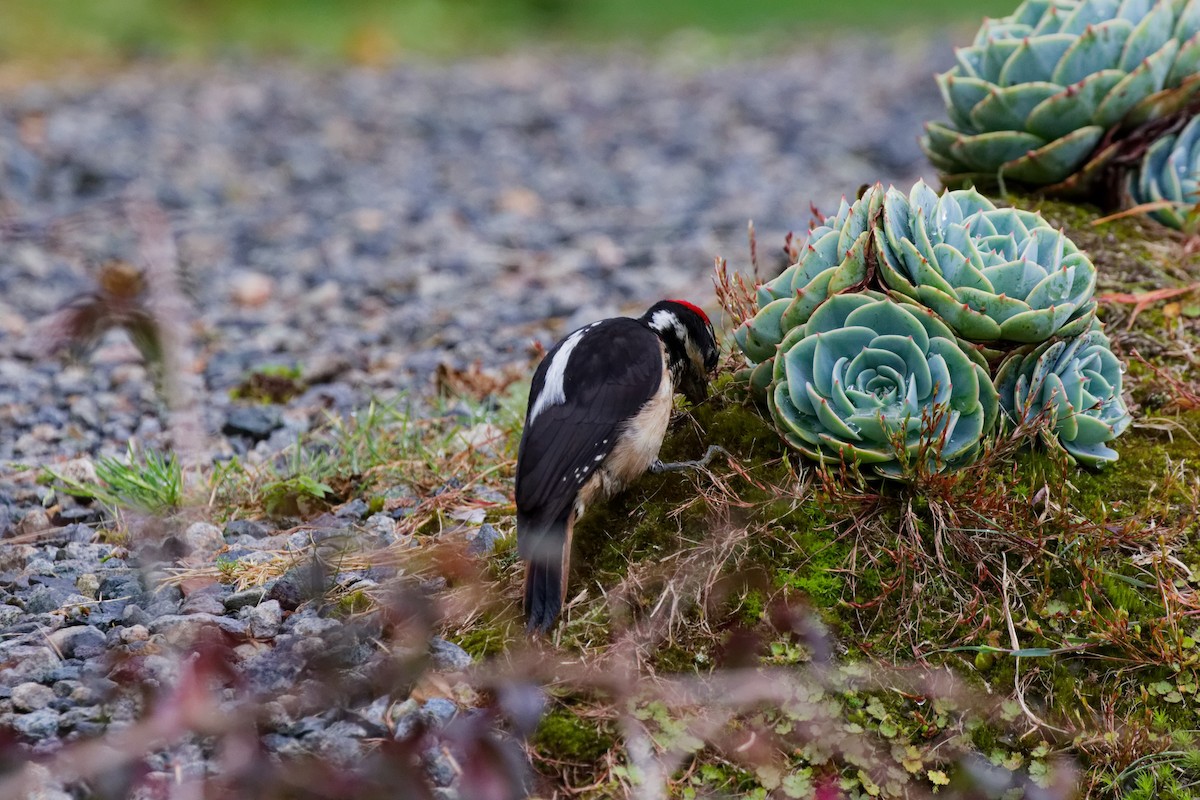 Pico Velloso - ML644791220