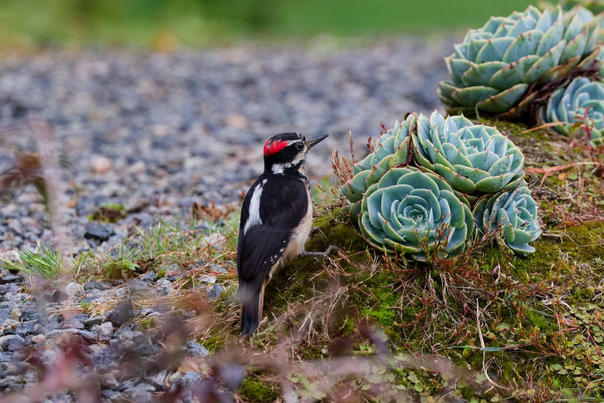 Pico Velloso - ML644791221