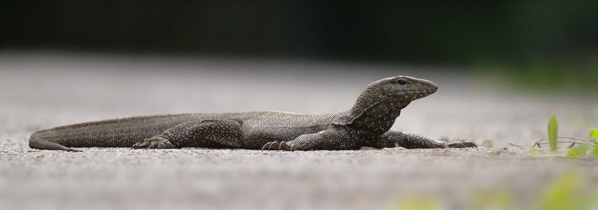 Clouded Monitor - ML644791225