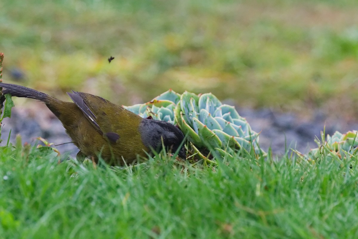 Cerquero Patigrande - ML644791226