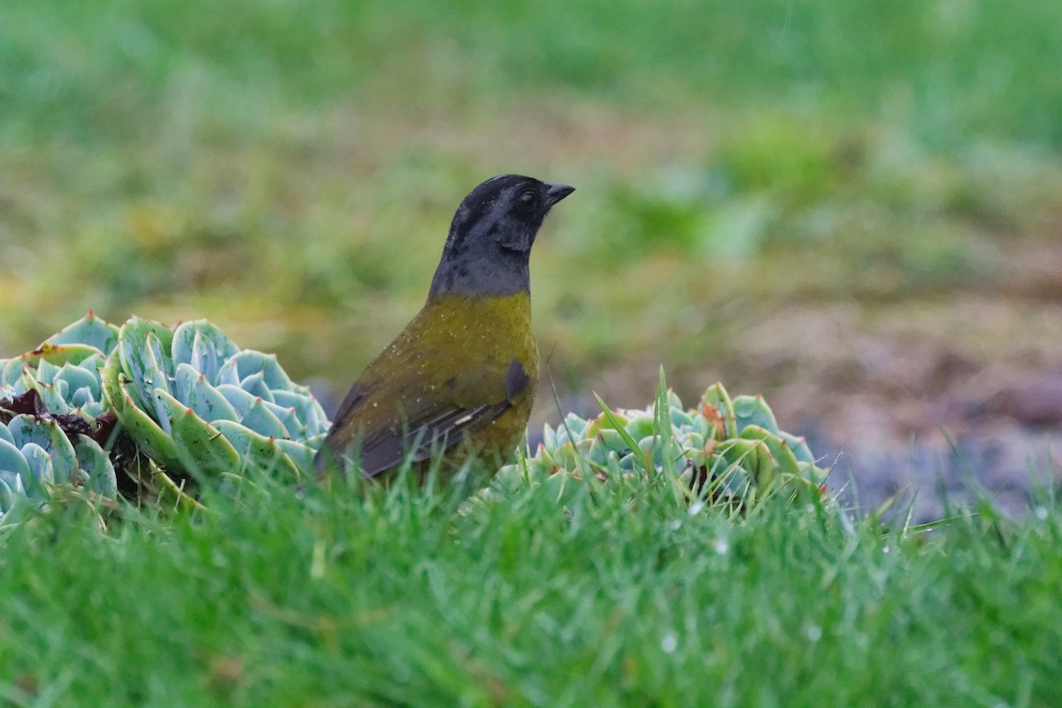 Cerquero Patigrande - ML644791227