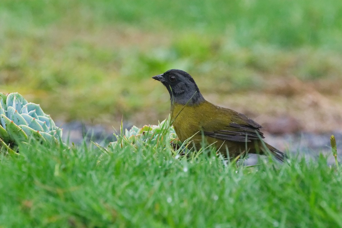 Cerquero Patigrande - ML644791228