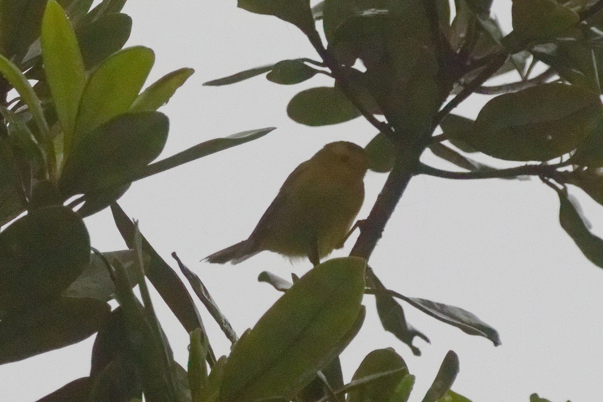 Reinita de Wilson - ML644791229