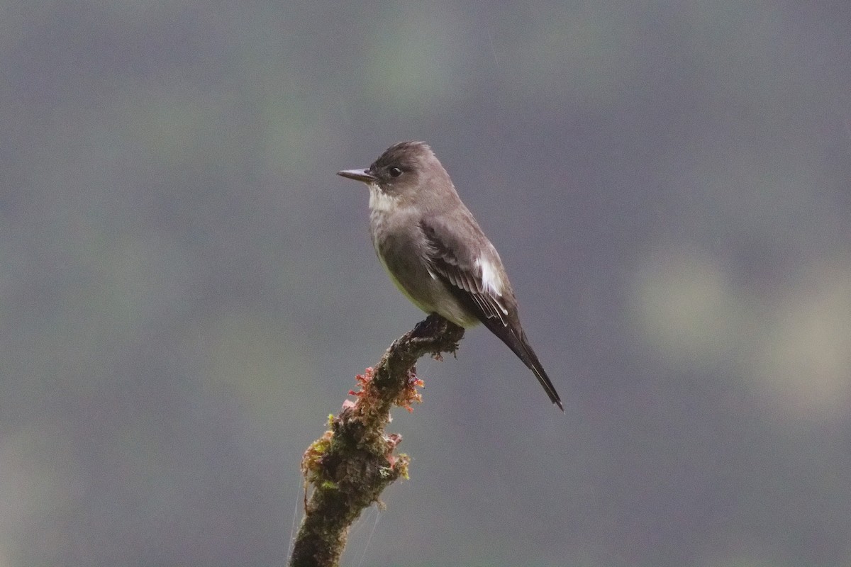 Pibí Boreal - ML644791238