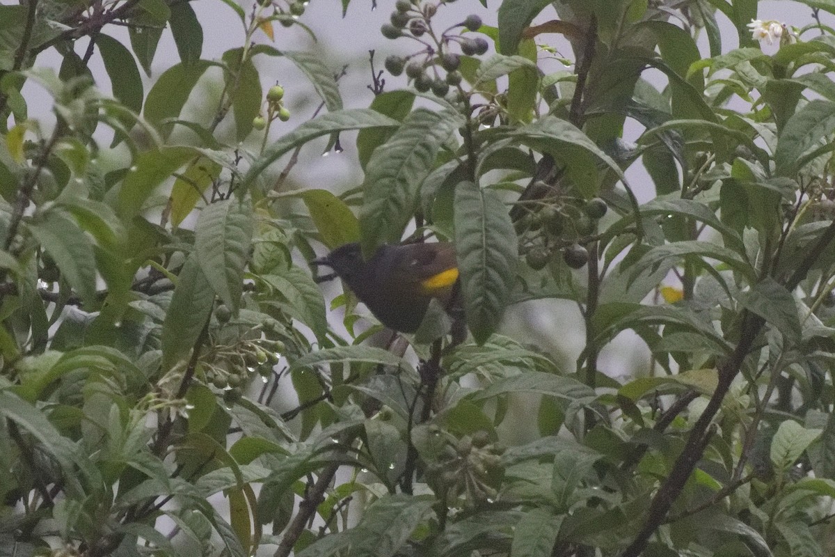 Capulinero Negrigualdo - ML644791239