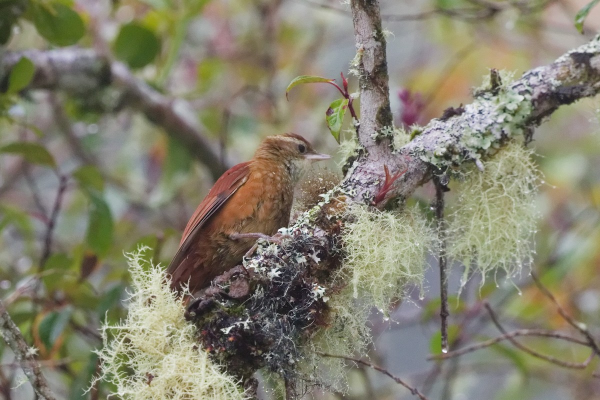 Subepalo Rojizo - ML644791243