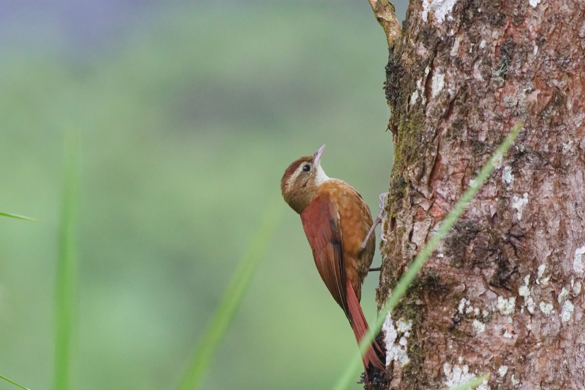 Subepalo Rojizo - ML644791244