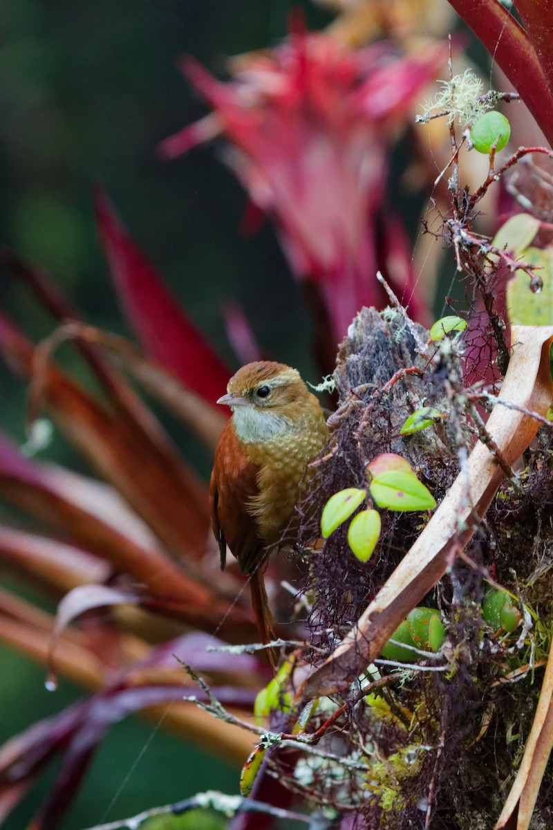 Subepalo Rojizo - ML644791245