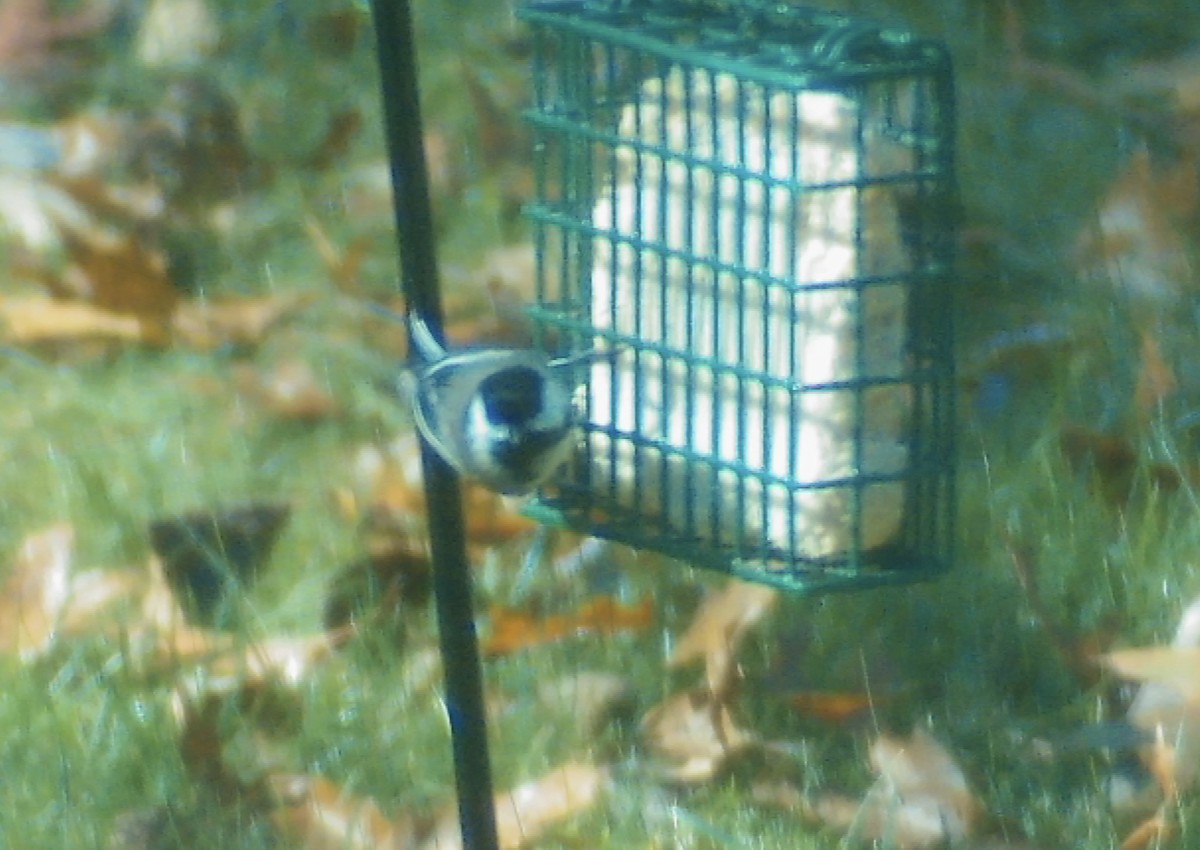 Гаїчка світлокрила - ML644791247