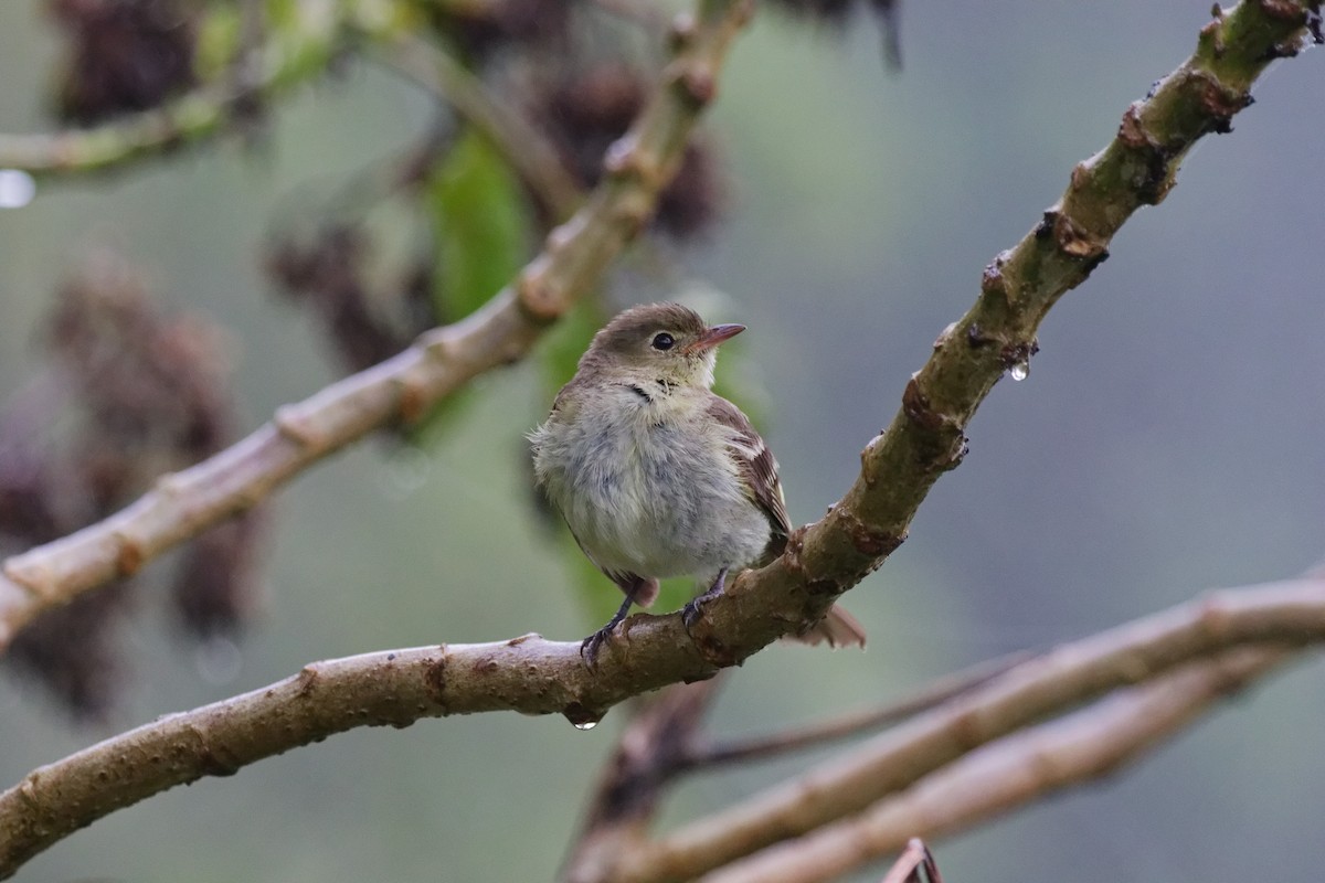 Fiofío Montano - ML644791250