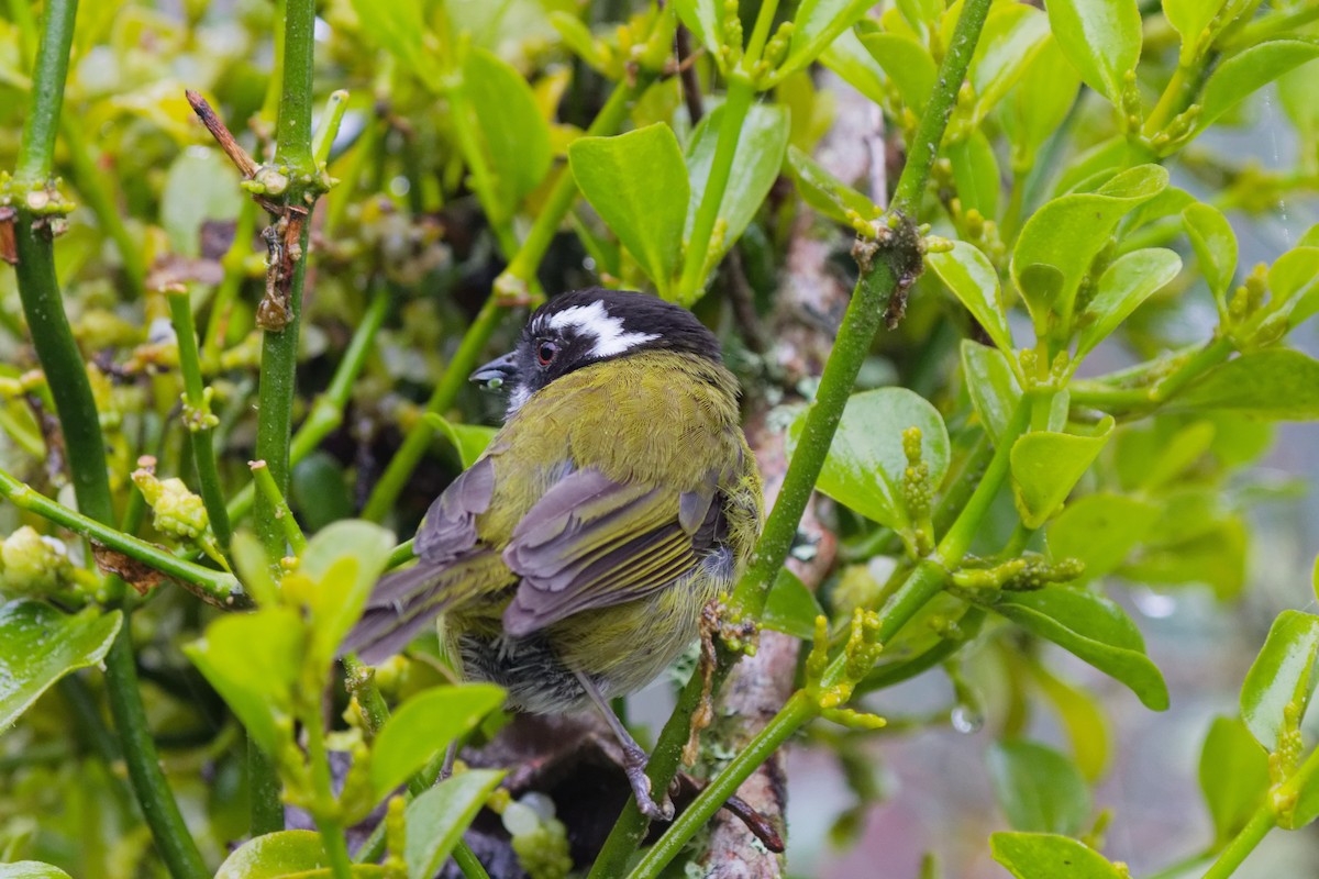 Clorospingo Cejiblanco - ML644791251
