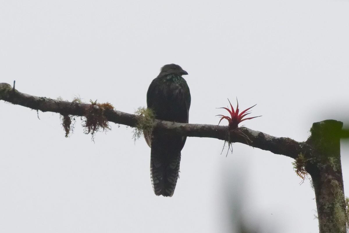 Quetzal Guatemalteco - ML644791256