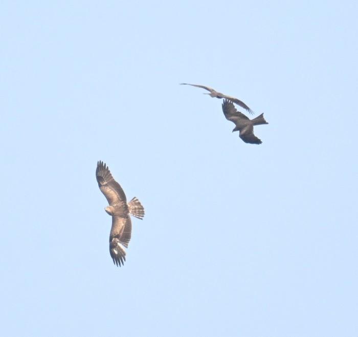 orlík krátkoprstý - ML644791259