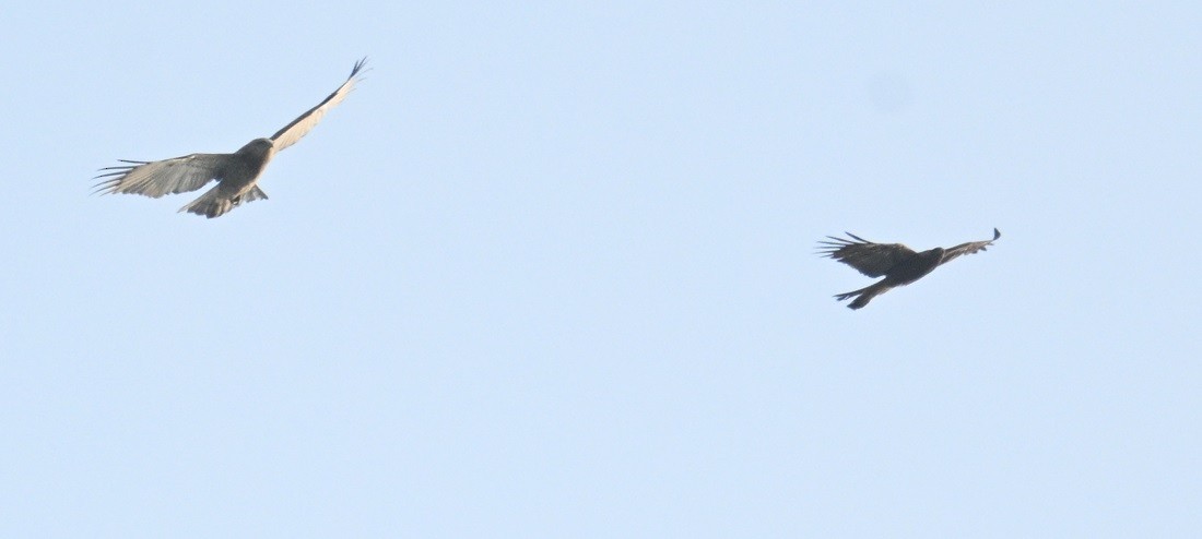 orlík krátkoprstý - ML644791260