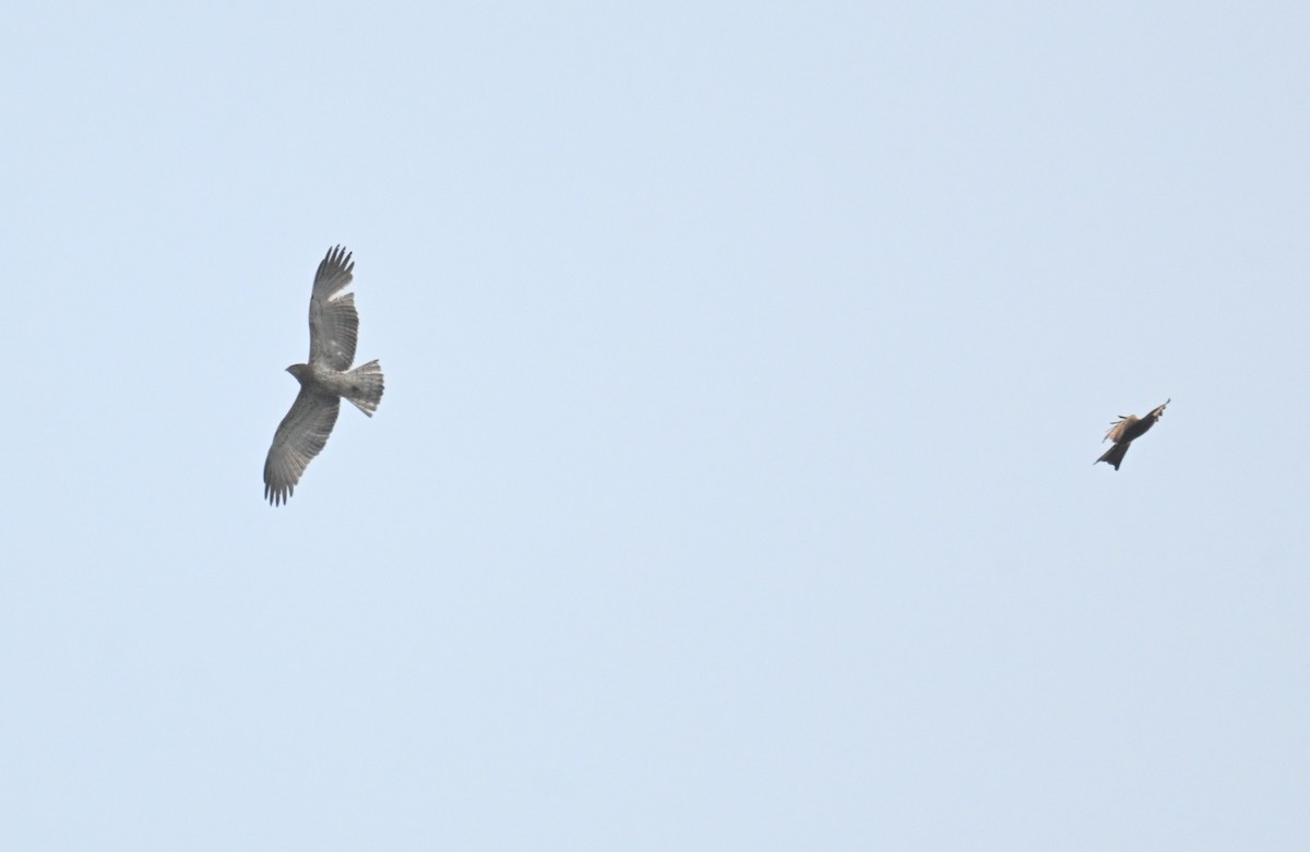 orlík krátkoprstý - ML644791261