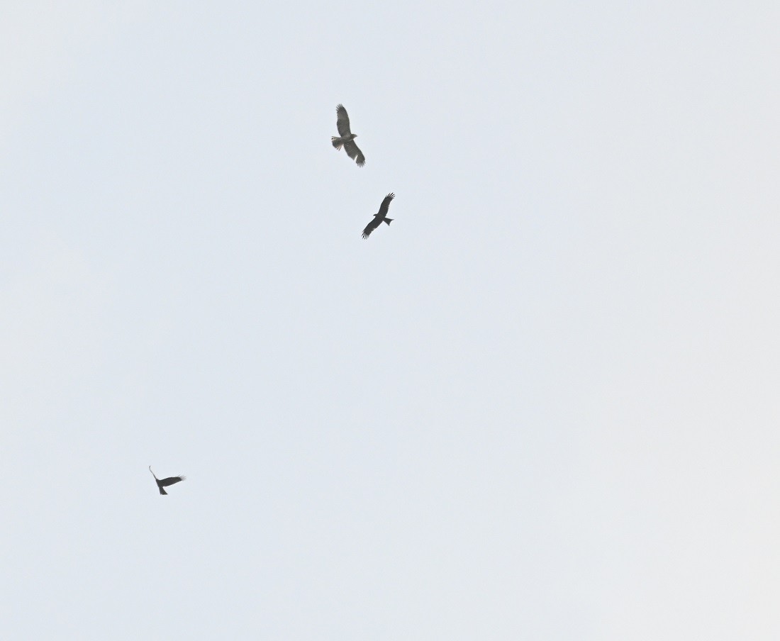 orlík krátkoprstý - ML644791262