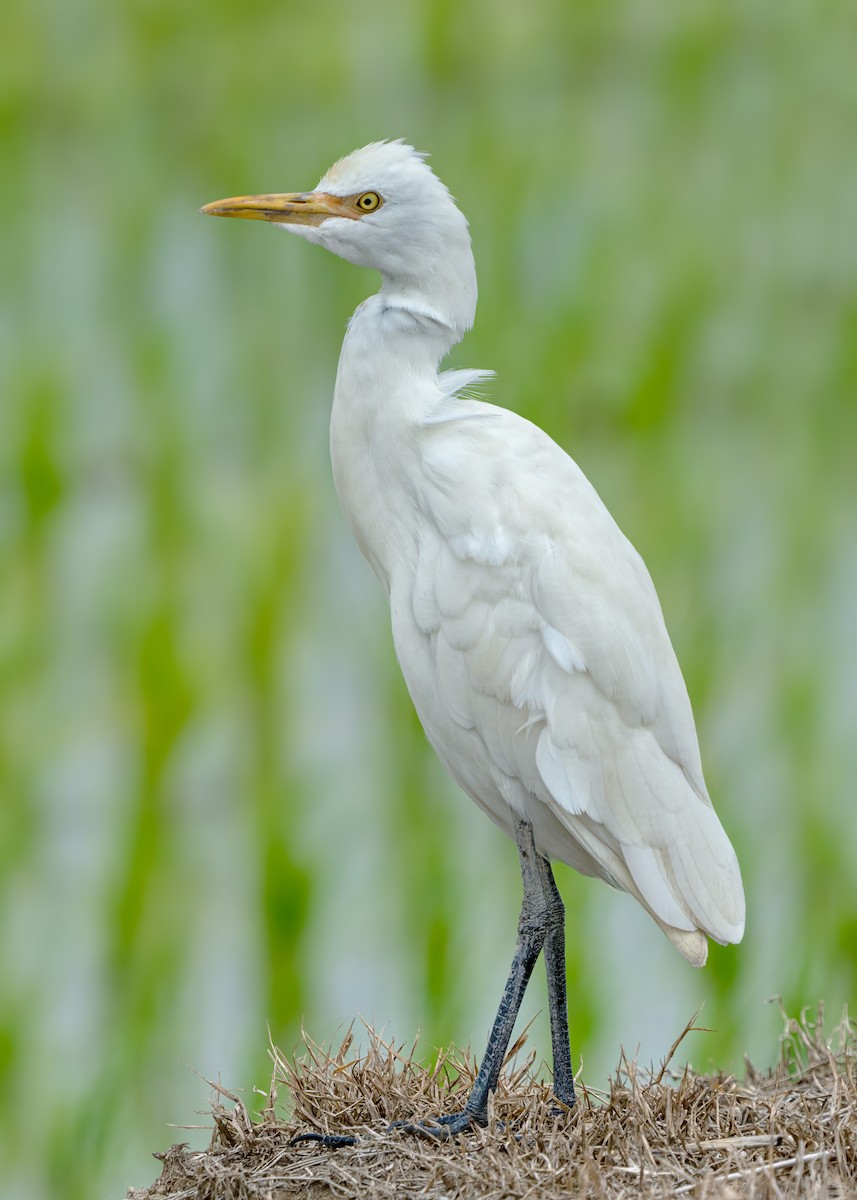 Eastern Cattle-Egret - ML644791266