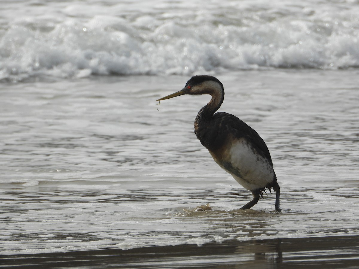 potápka západní - ML644791276