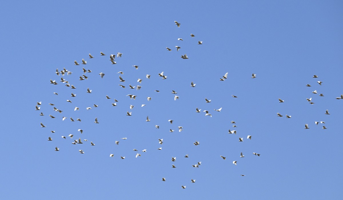 Western Corella - ML644791279