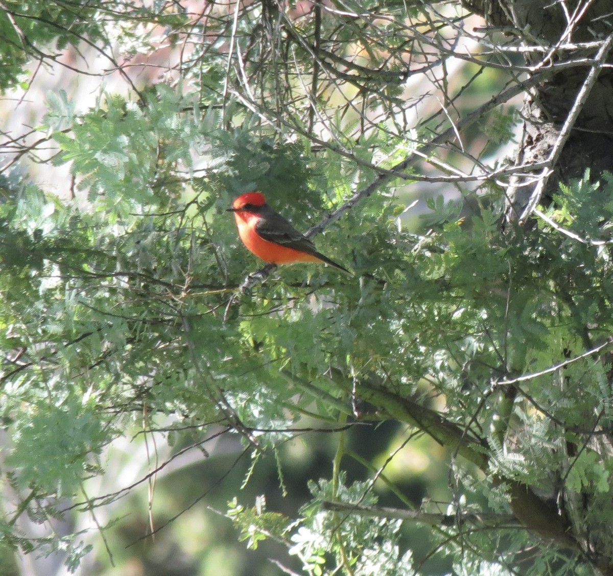 Vermilion Flycatcher - ML644791280