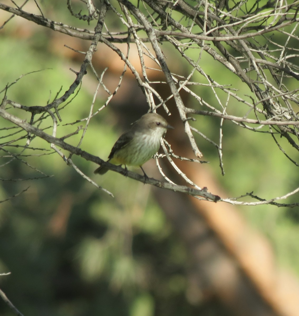 Vermilion Flycatcher - ML644791281