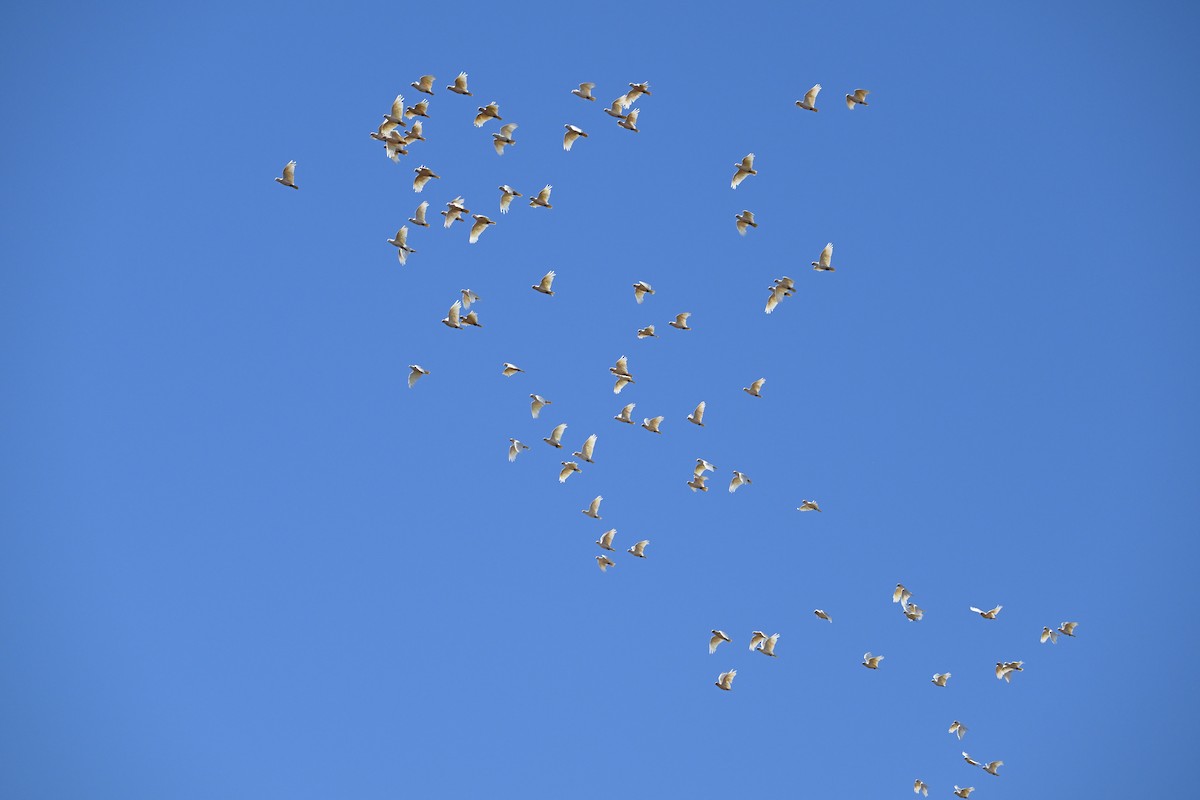 Western Corella - ML644791282