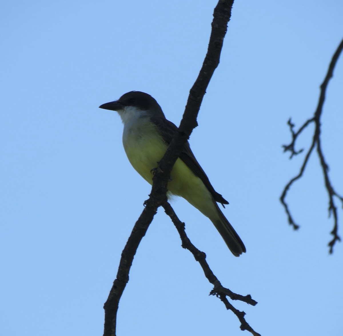 Tyran à bec épais - ML644791285