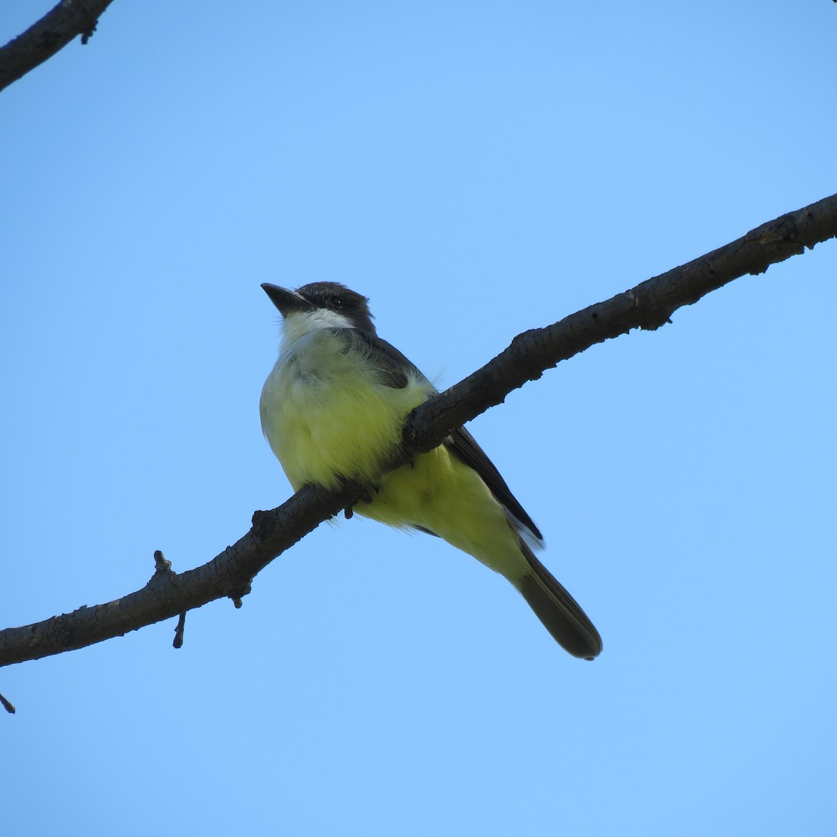 Tyran à bec épais - ML644791287