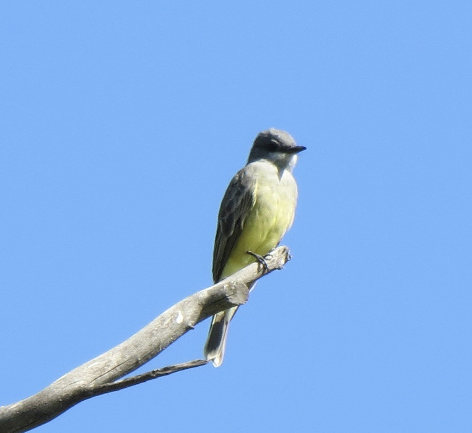 Cassin's Kingbird - ML644791291