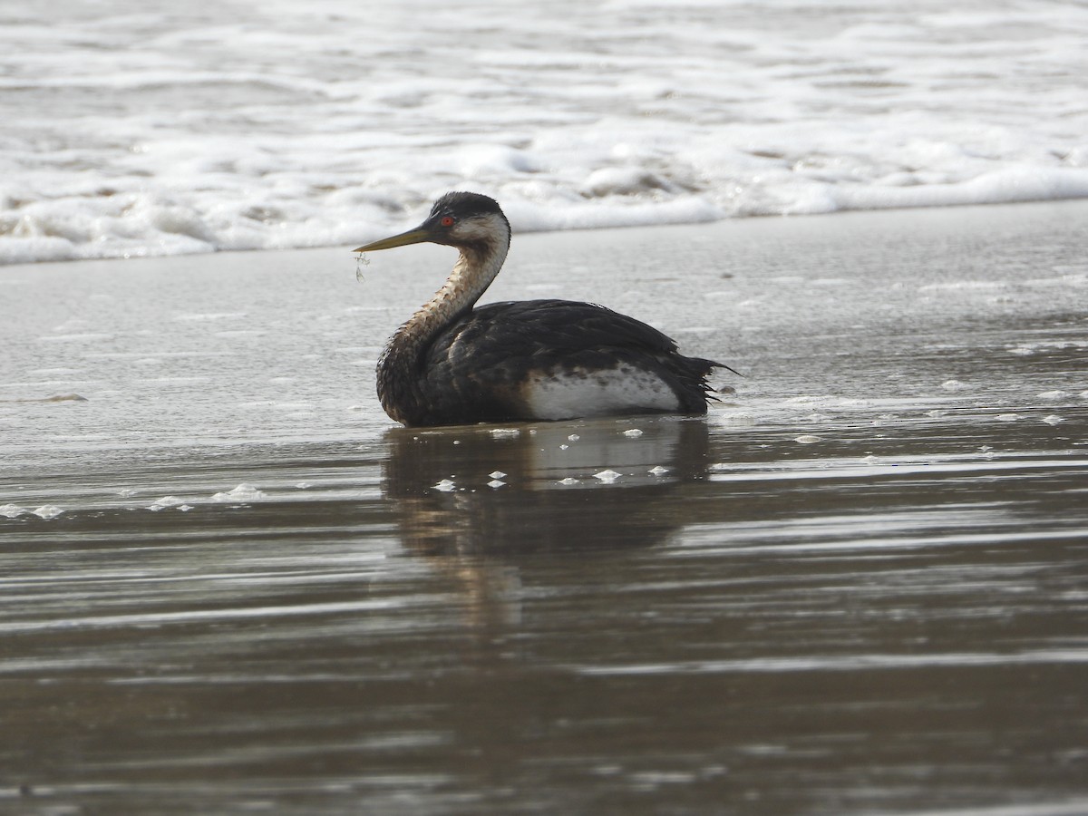 potápka západní - ML644791293