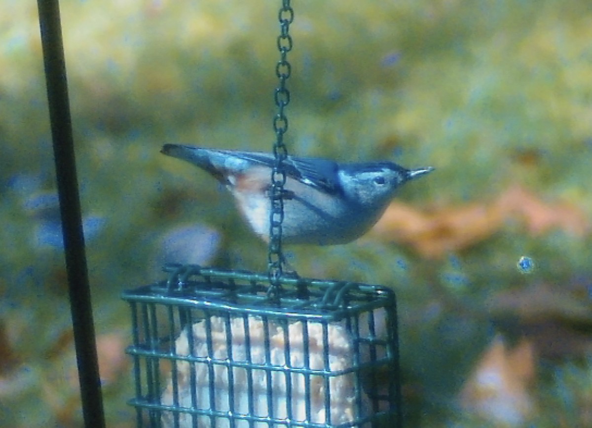 White-breasted Nuthatch - ML644791301
