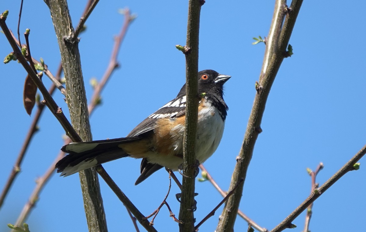 Toquí Moteado (grupo maculatus) - ML644791308