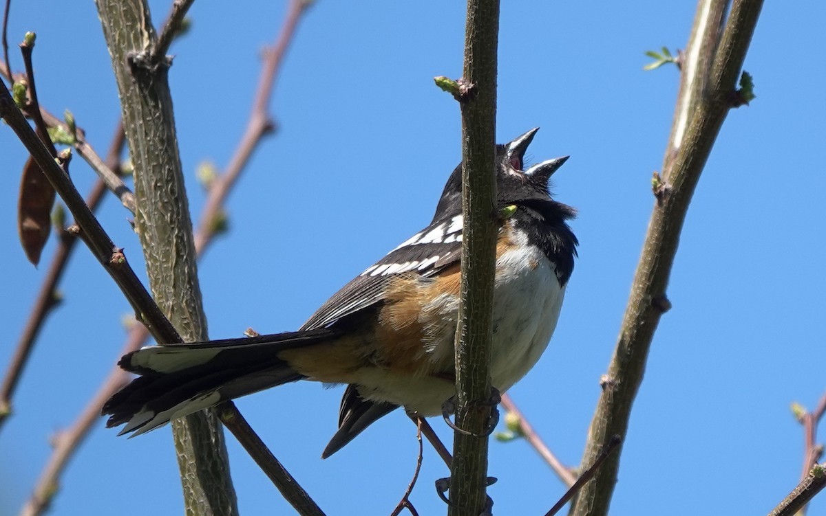 Toquí Moteado (grupo maculatus) - ML644791309