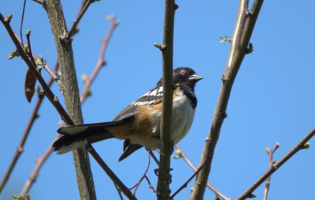 Toquí Moteado (grupo maculatus) - ML644791311