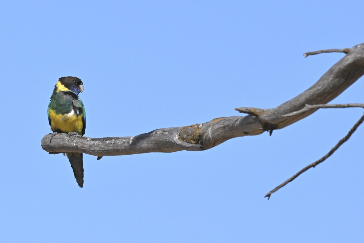 Australian Ringneck - ML644791316