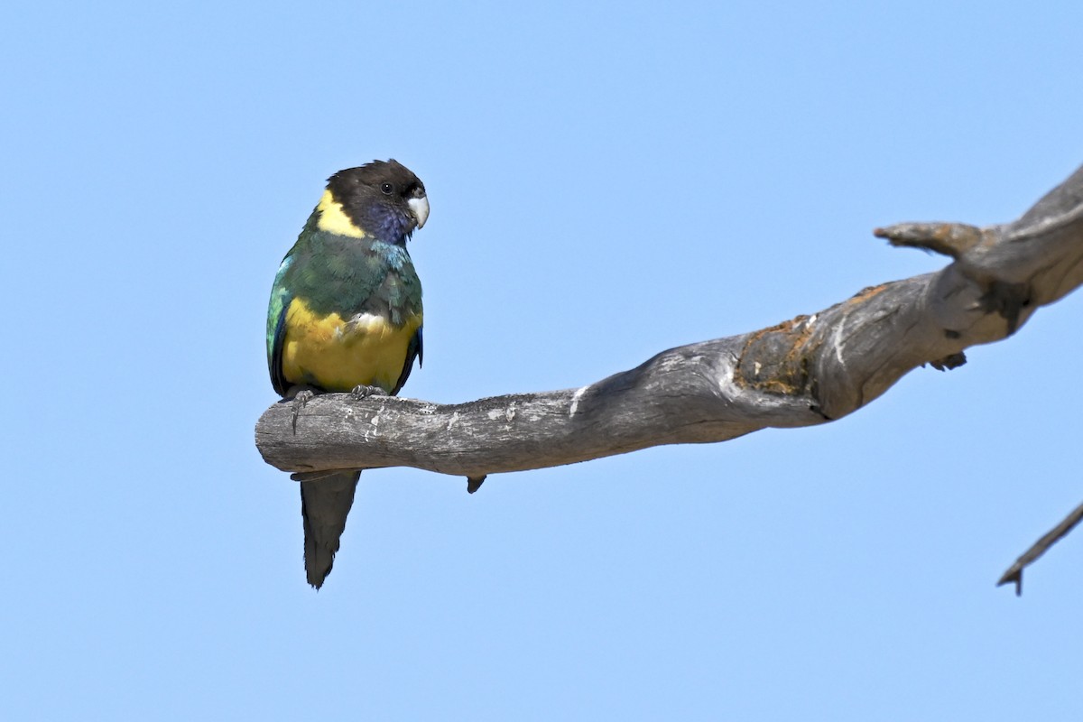 Australian Ringneck - ML644791317