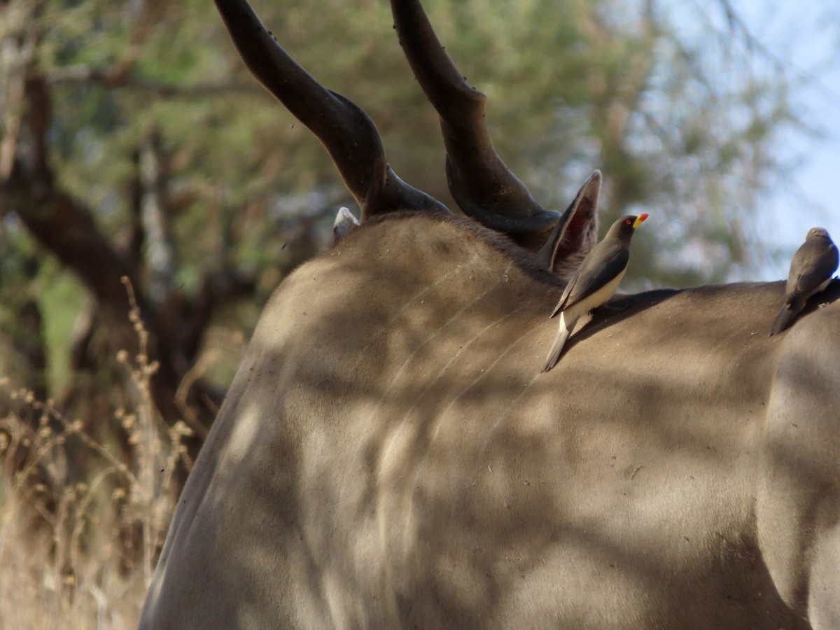 rødnebboksehakker - ML644791333