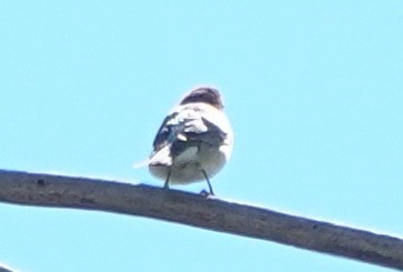 Azulillo Lapislázuli - ML644791334