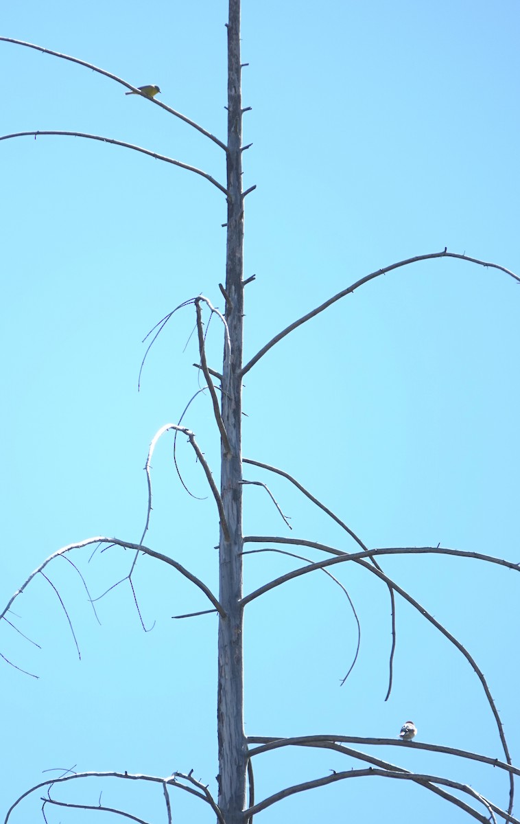 Azulillo Lapislázuli - ML644791335