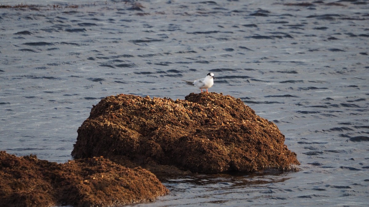 燕鷗 - ML644791343