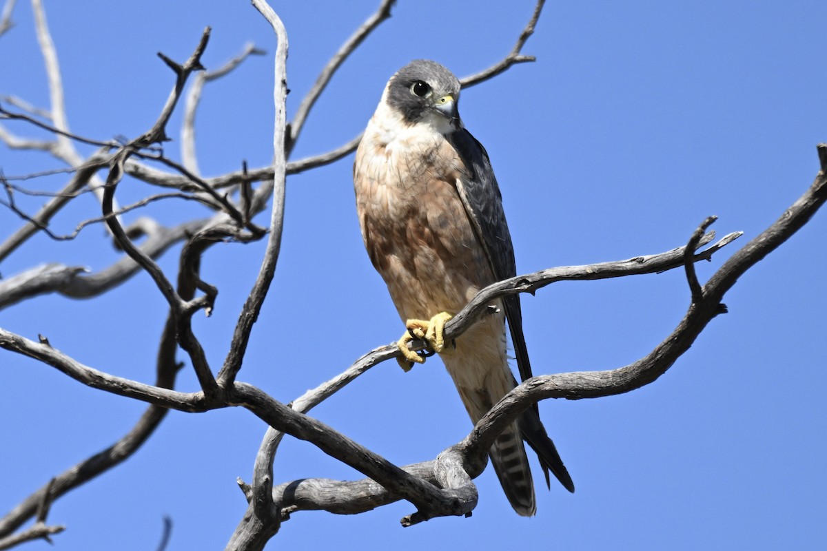 Australian Hobby - ML644791344