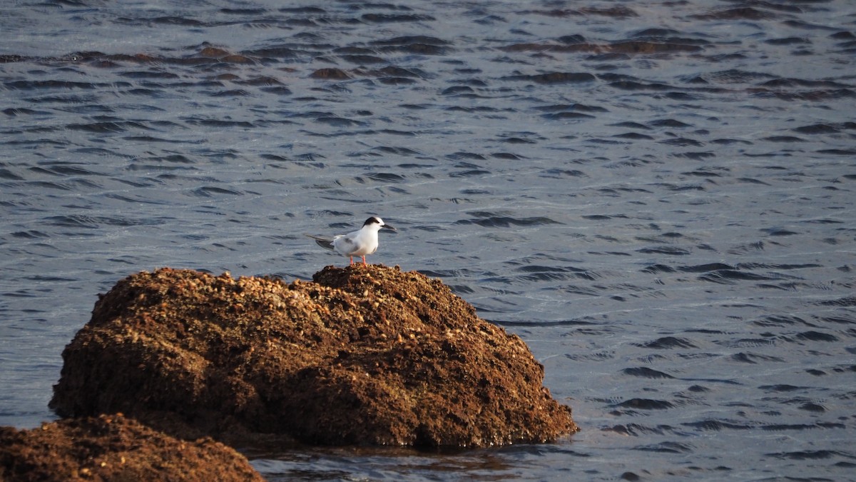 燕鷗 - ML644791346