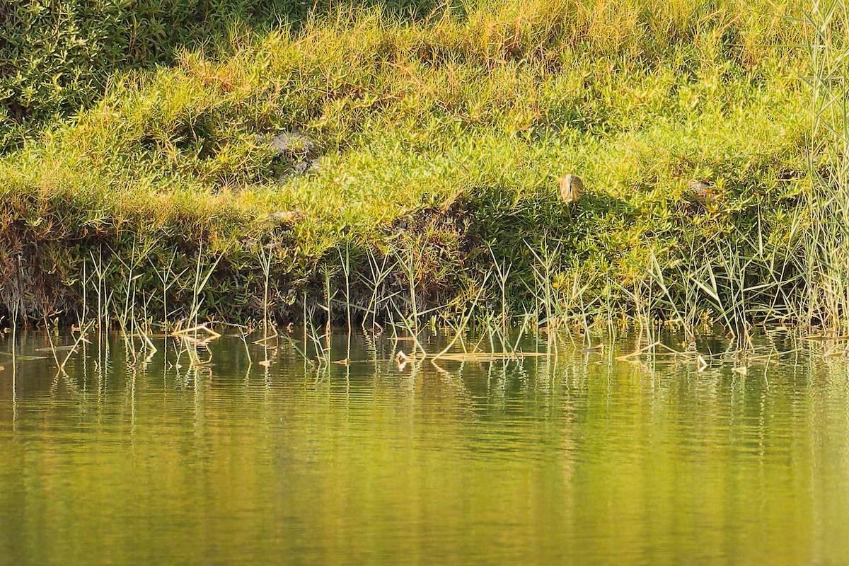 Индийская прудовая цапля - ML644791363