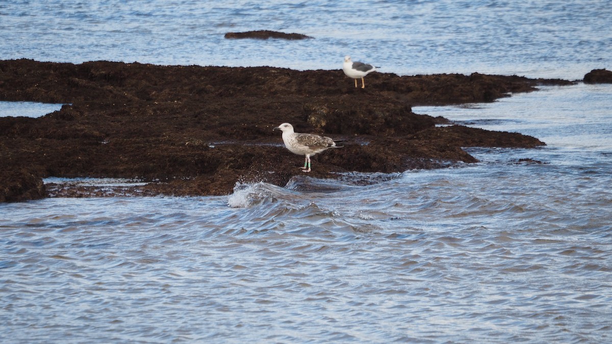 Great Black-backed Gull - ML644791376