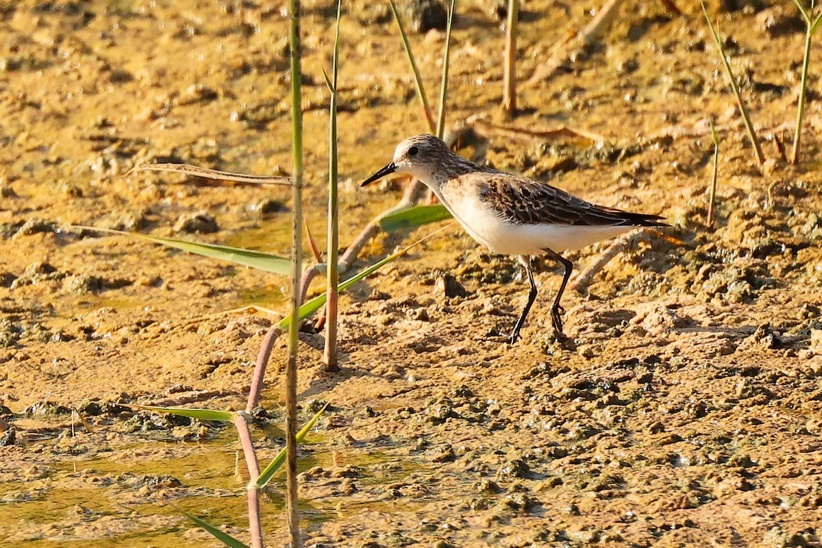 Little Stint - ML644791389